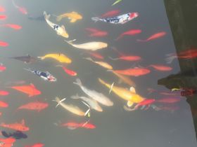 鱼