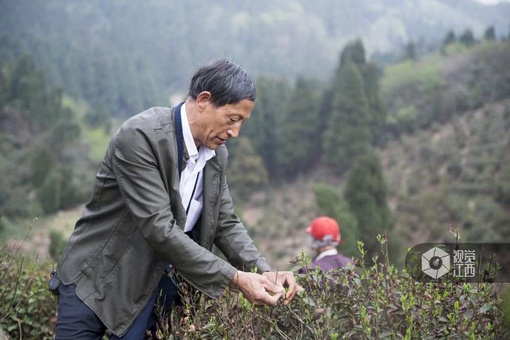 南昌六旬夫妻承包150亩茶园  带动村庄致富每年增收近100万