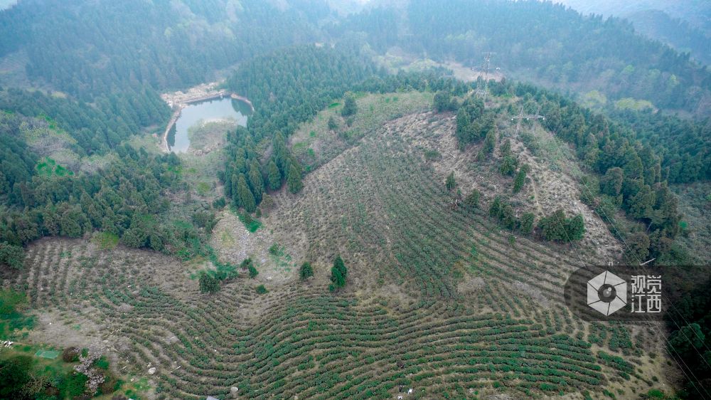 南昌六旬夫妻承包150亩茶园  带动村庄致富每年增收近100万