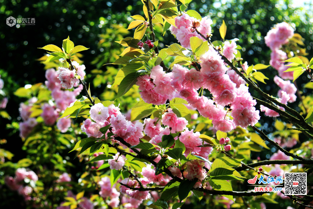 4月7日，江西省赣县游客们游走在如痴如醉十里大道?；ü?。