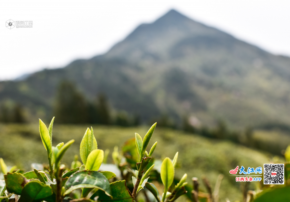 庐山深山之中有茶人 手艺代代相传只为最好的那杯茶