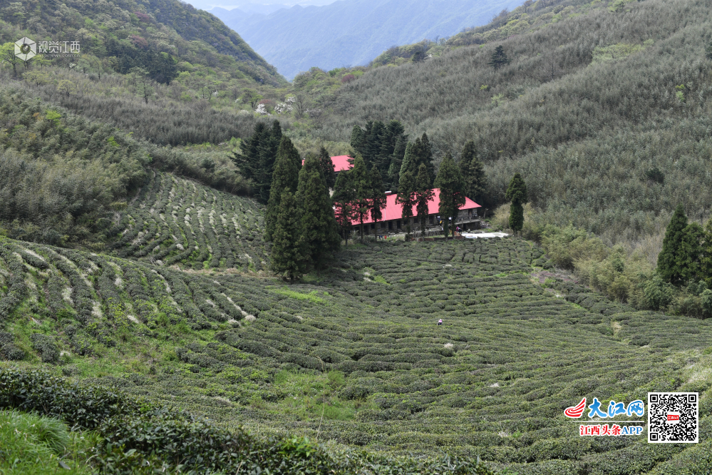 庐山深山之中有茶人 手艺代代相传只为最好的那杯茶