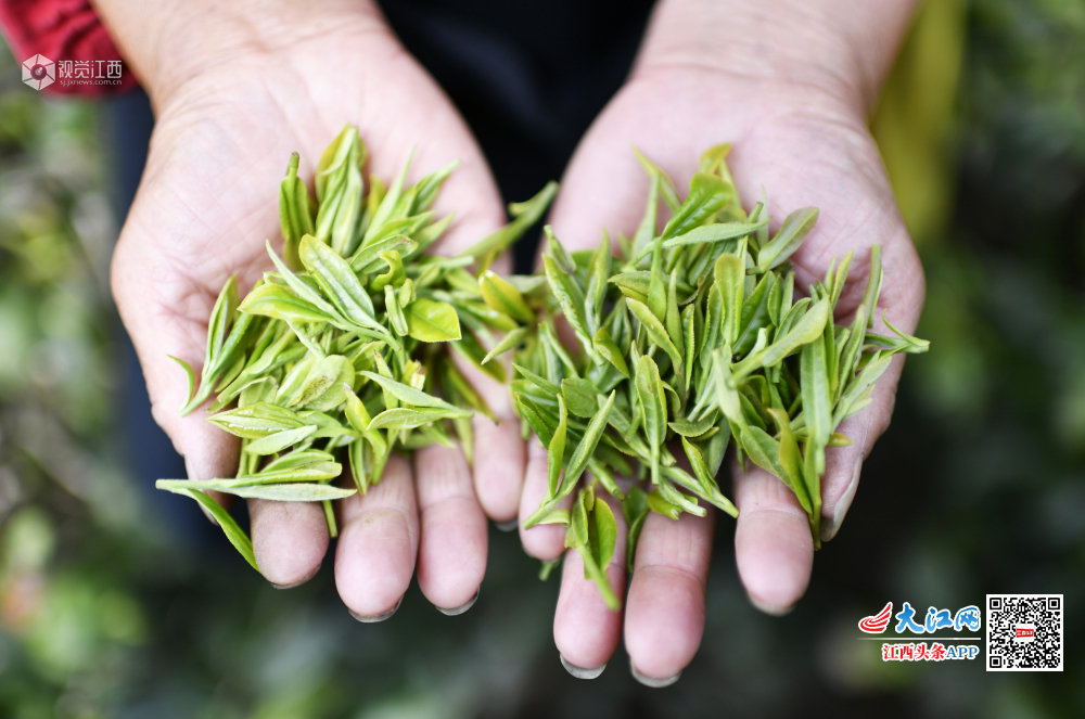 庐山深山之中有茶人 手艺代代相传只为最好的那杯茶