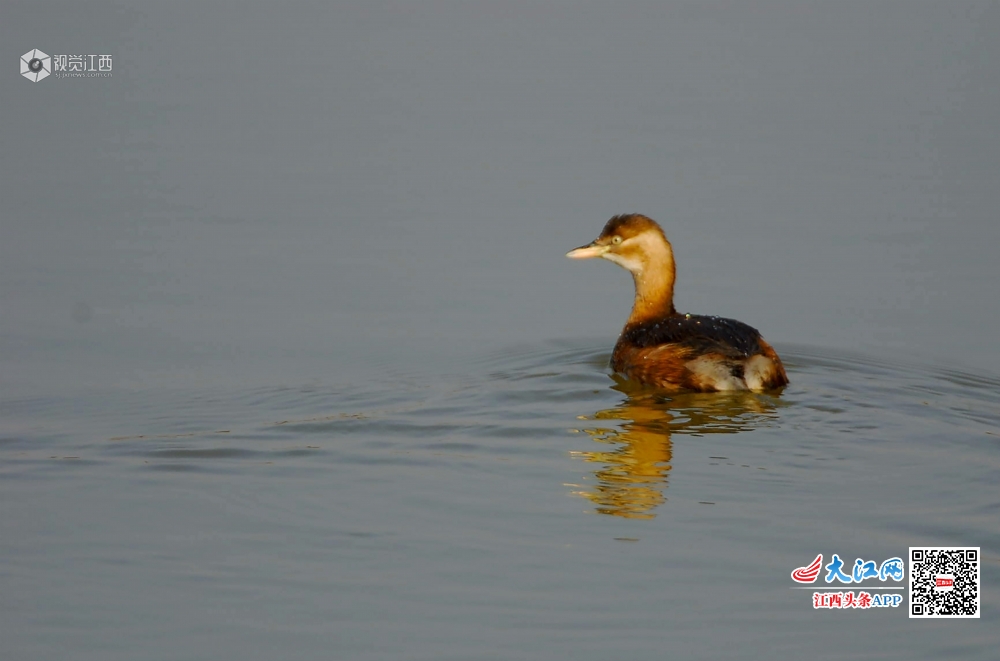 2019年11月26日，鄱阳湖国际级自然?；で佬尴匚獬钦虼蠛厥厥蚰堵ㄔ诤婪拧? bigimg=