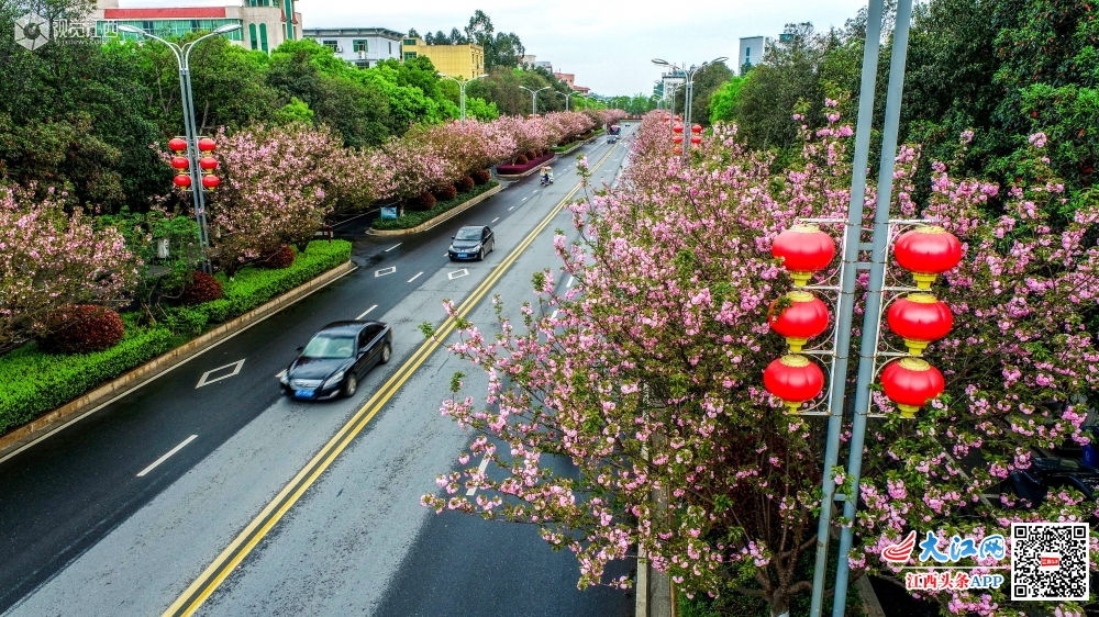 2020年3月26日，江西省吉安市峡江县“樱花大道”?；ㄊ⒖? bigimg=