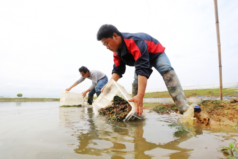 江西安福：扶贫虾苗投放忙