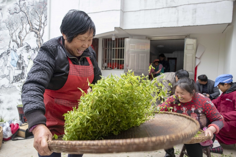 江西庐山市：春茶起舞扶贫基地