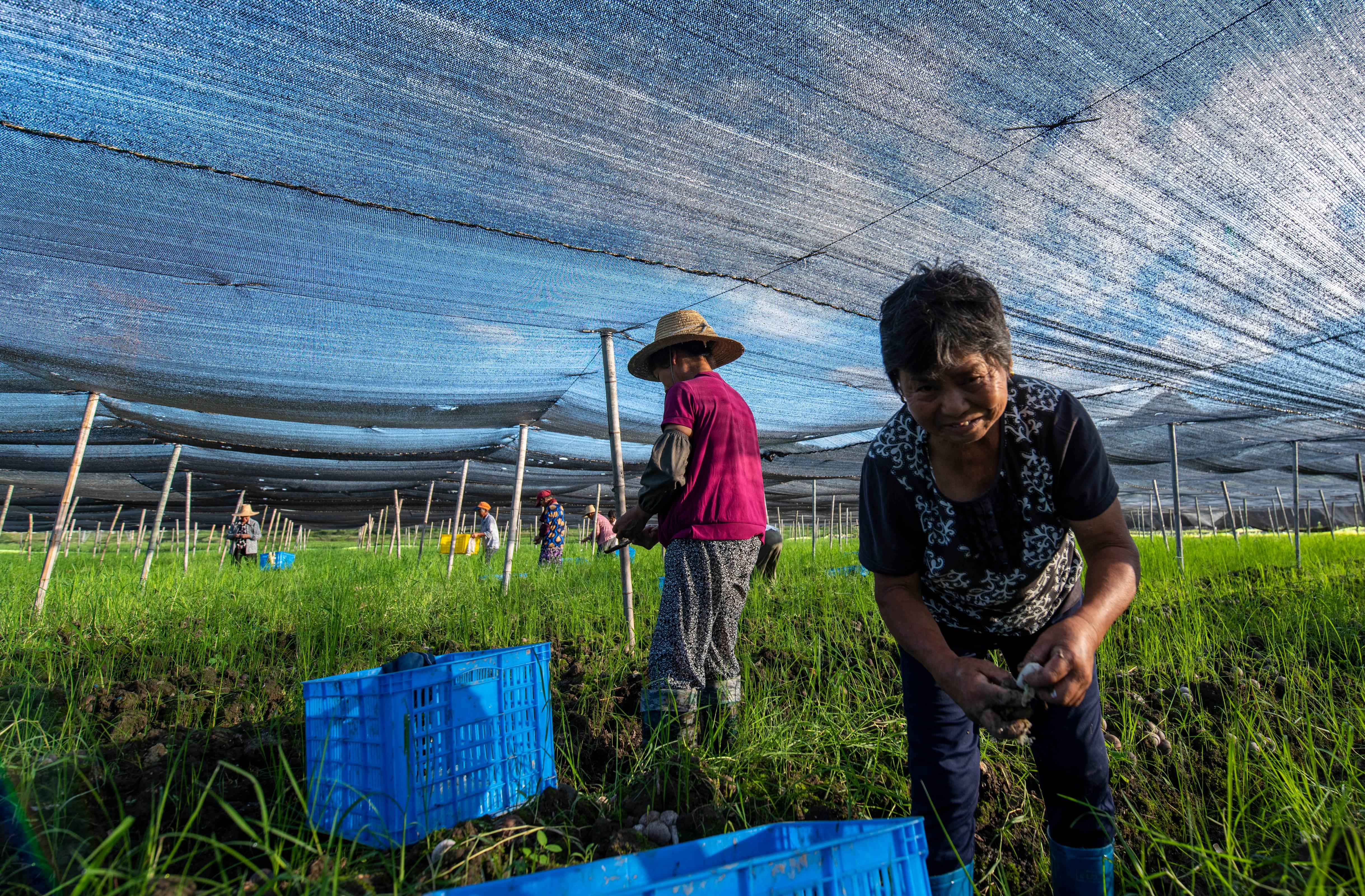 江西新余：竹荪产业助贫困户致富增收