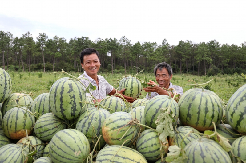 江西吉水：喜摘致富瓜