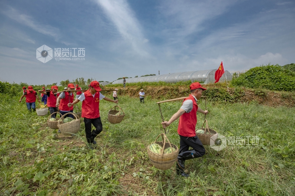 7月13日，在庐山市蓼南乡新华村扶贫果蔬基地，党员干部组成的志愿者服务队与贫困户一起抢收地里的西瓜，保护脱贫攻坚果实。