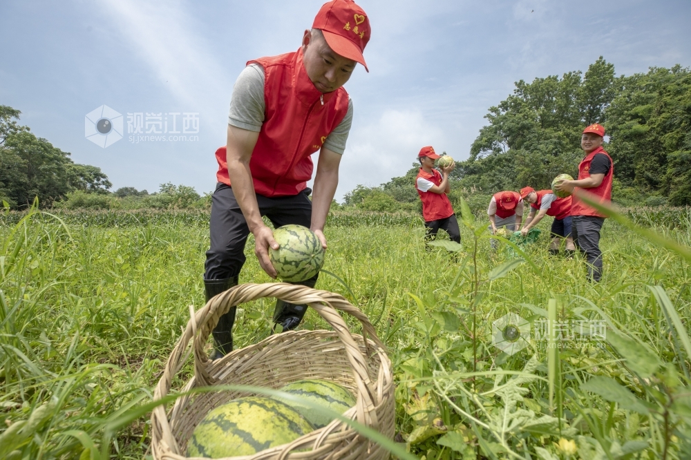 7月13日，在庐山市蓼南乡新华村扶贫果蔬基地，党员干部组成的志愿者服务队与贫困户一起抢收地里的西瓜，?；ね哑豆ゼ峁?。