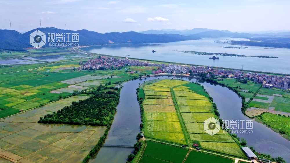 2020年7月30日，江西省吉安市吉水县盘谷镇菜园村赣江边一洄水湾农田内收割机来回穿梭，村民正抢抓农时收割早稻，确?？帕９椴?。