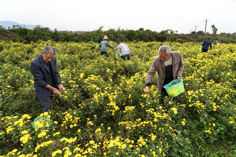 江西新余：金秋时节采菊忙