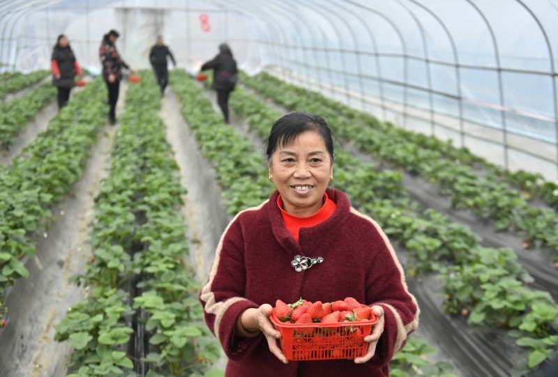 江西南昌：草莓成熟迎客来