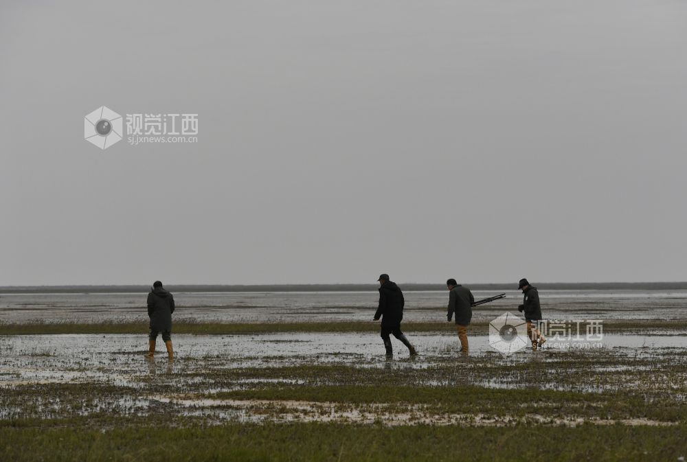 鄱阳湖畔的新一代护鸟人