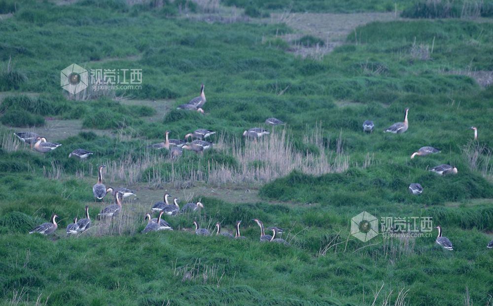 12月28日，大批珍禽候鸟在南昌县鲤鱼洲（五星农?。┌缀妆；ば∏禾林衅芟?。