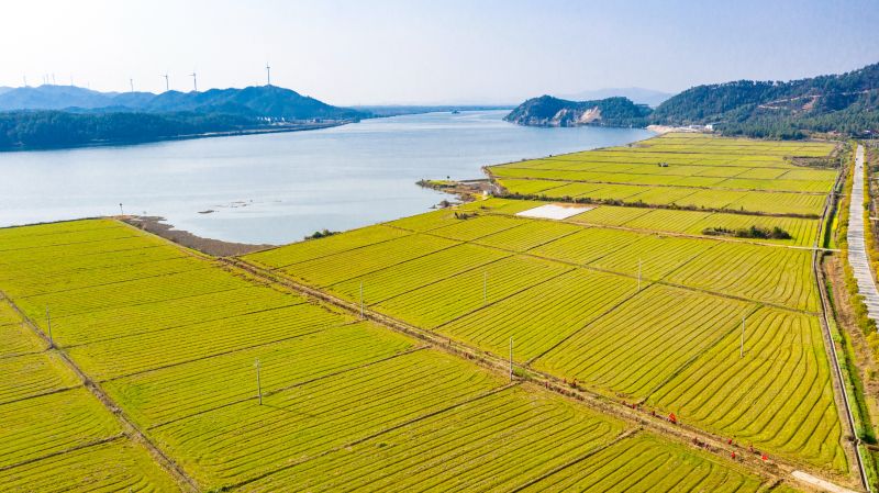 江西吉水：志愿服务到田头