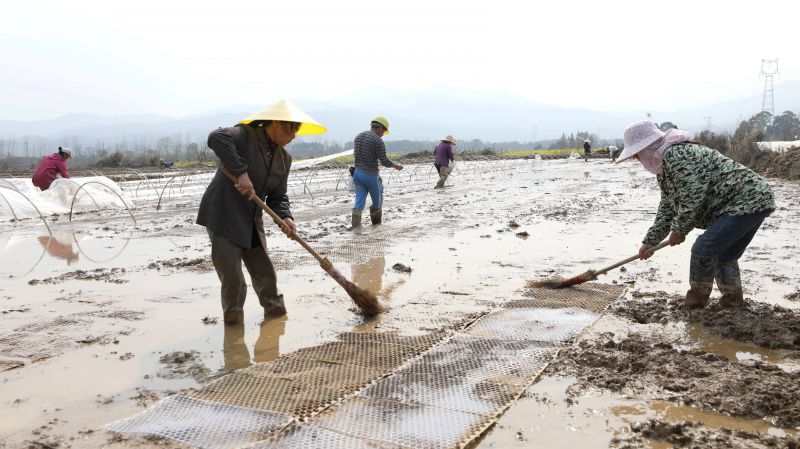 江西分宜：春光照山田 早稻育秧忙