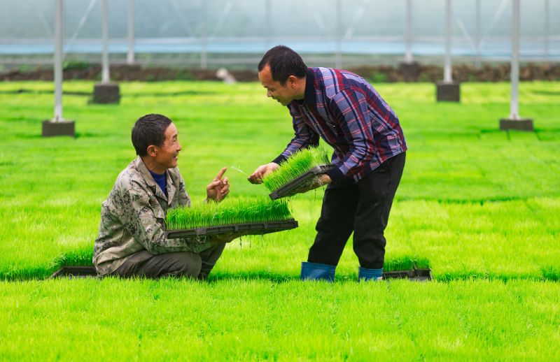 江西永新：春耕时节育秧忙