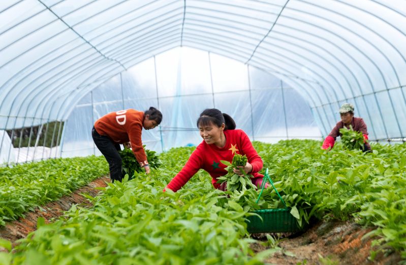 江西吉水：蔬菜种植助增收