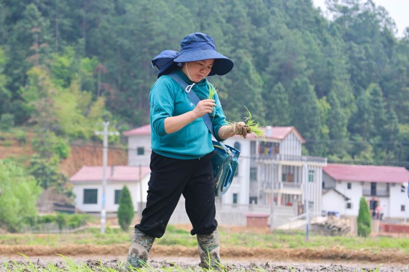 江西泰和：春耕正当时 早稻抛秧忙