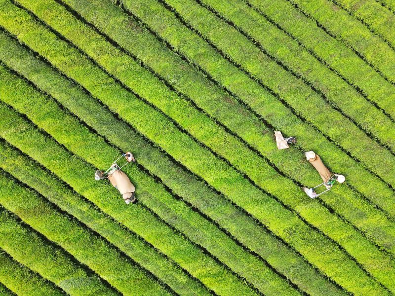 赣江新区：秋茶飘香机采忙