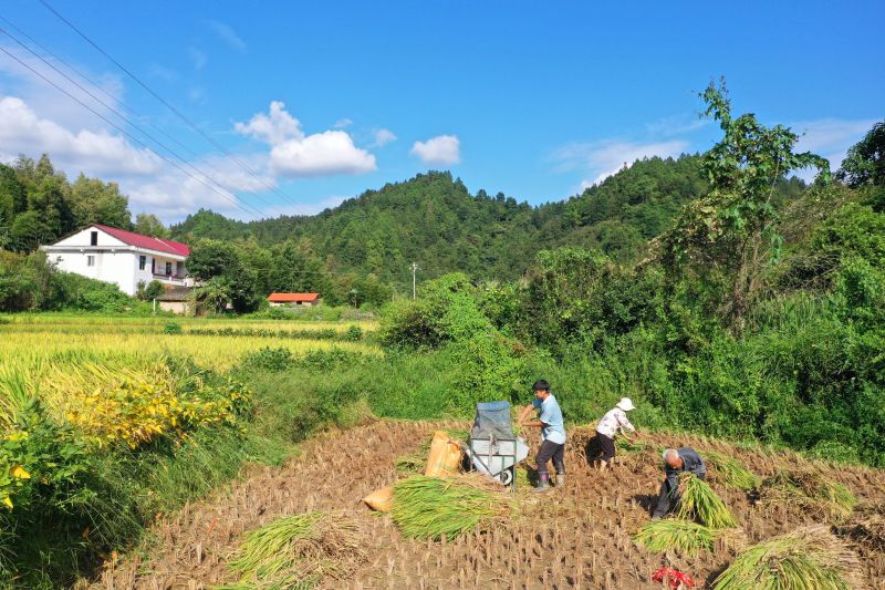 江西泰和：秋粮抢收忙