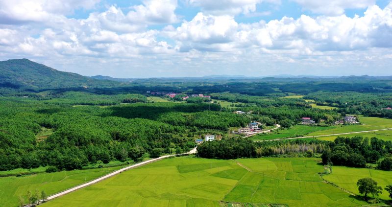 江西峡江：秋日田园景色美