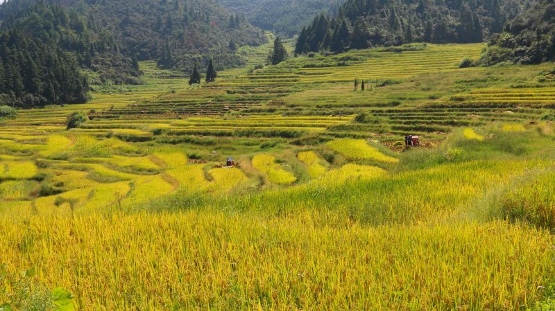 江西遂川:秋分时节忙收丰收稻 