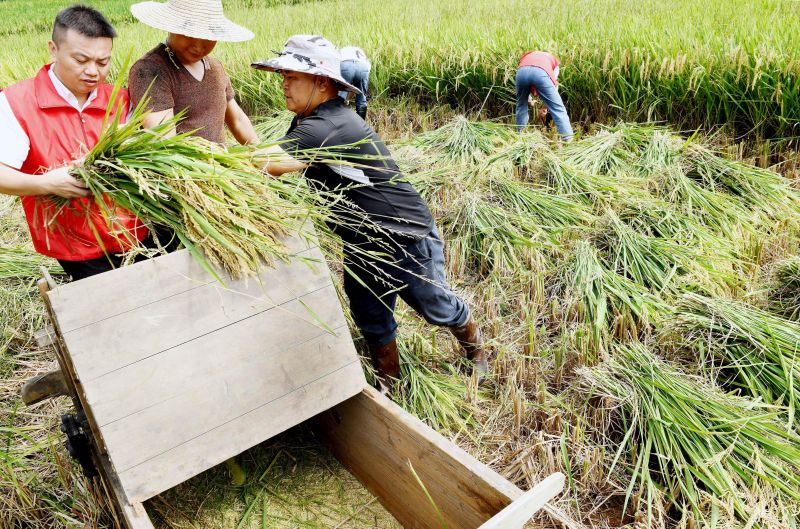 江西德兴：假日助农收割忙