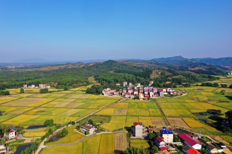 江西泰和：金秋田园“丰”景如画