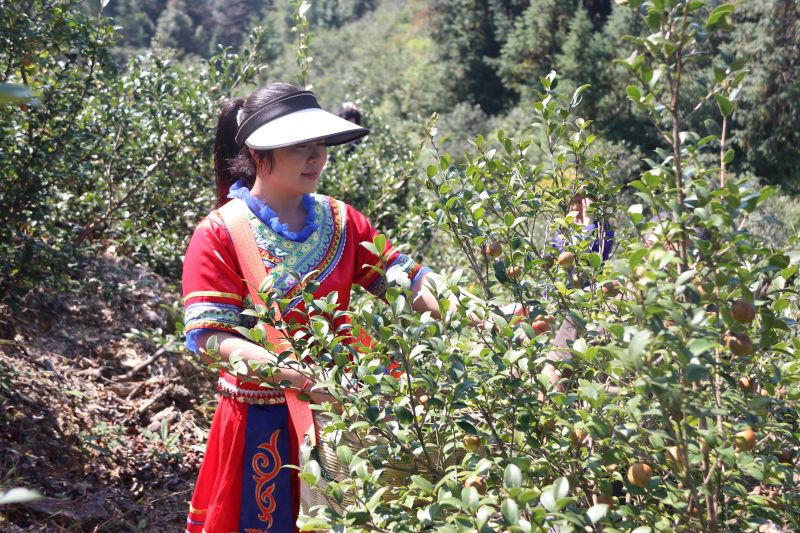 江西永丰：油茶丰收采果忙