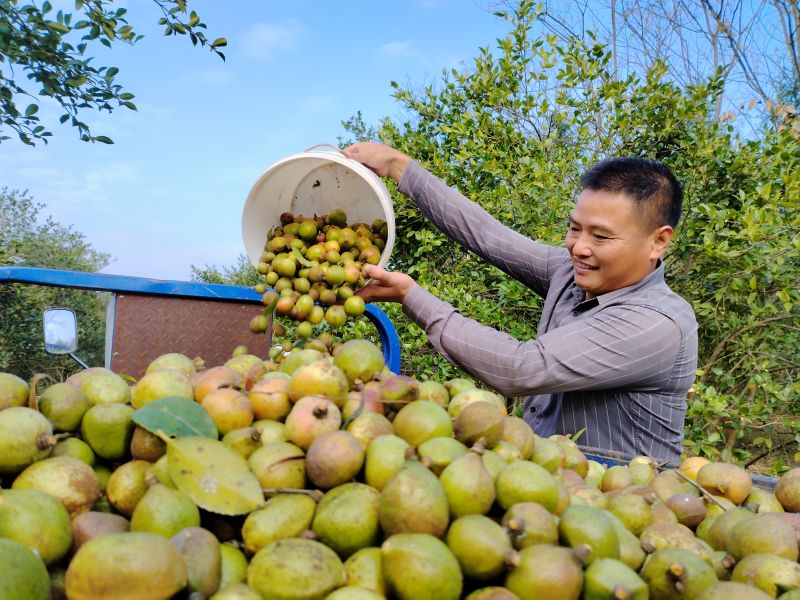 江西泰和：茶籽飘香丰收忙