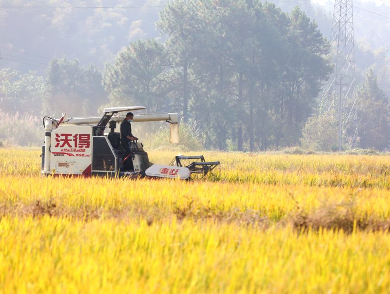 江西分宜：水稻丰收收割忙