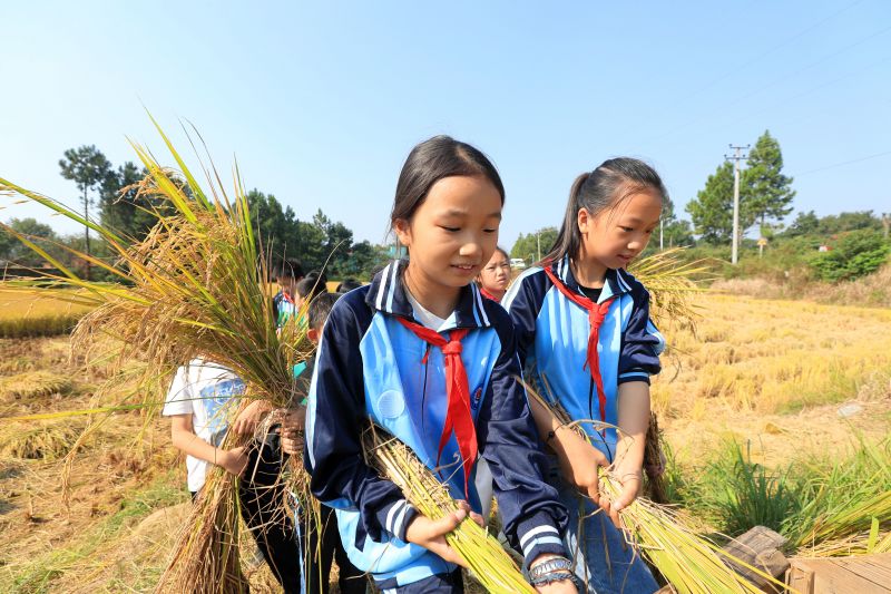 江西泰和：学生体验收割  分享丰收喜悦