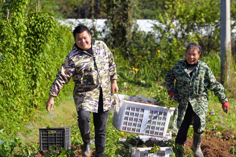 江西万载：脚板薯采收忙