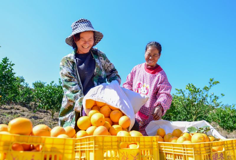 江西吉水：脐橙采收忙