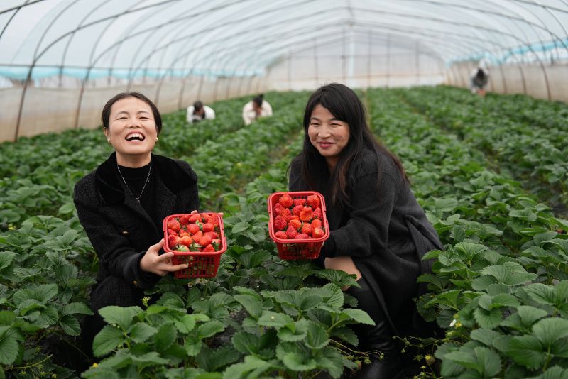 江西永丰：草莓飘香引客来