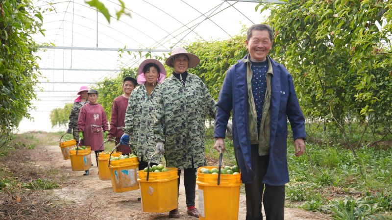 江西永丰：百香果采摘忙