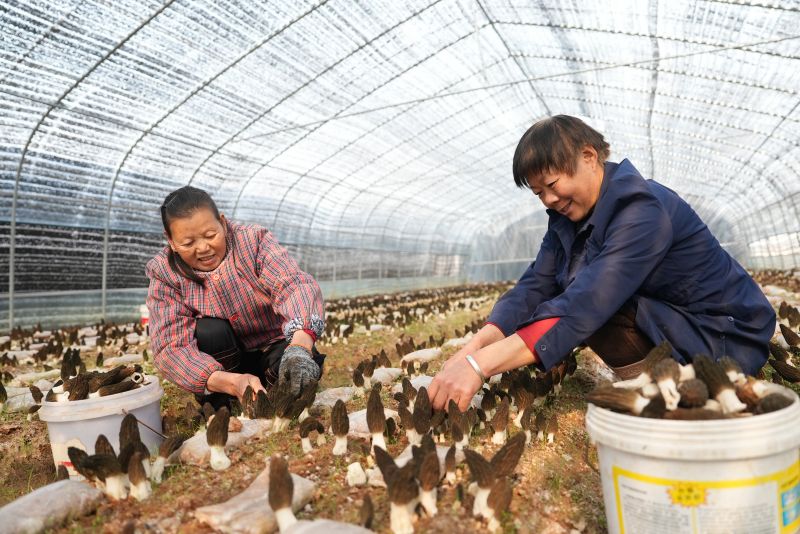 江西永丰：羊肚菌丰收村民洋溢喜悦