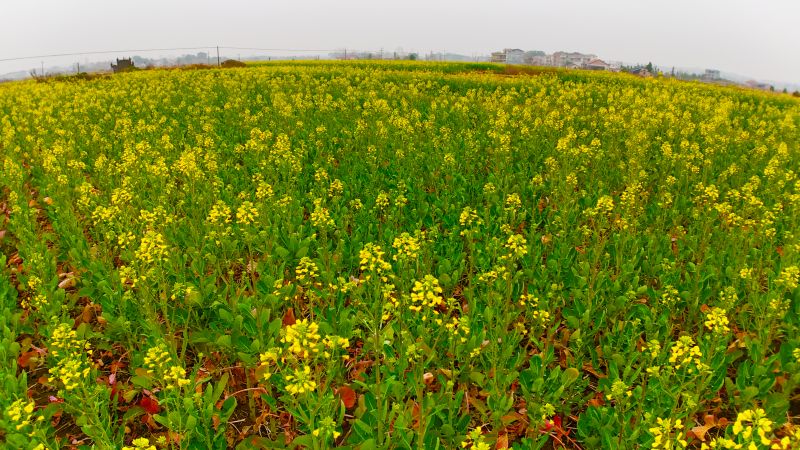 江西泰和：油菜花开春色美