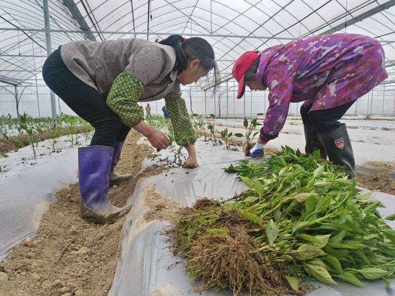 江西永丰：辣椒秧苗移栽忙
