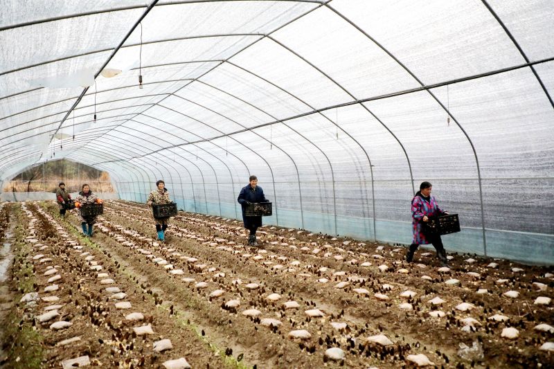 江西峡江：羊肚菌喜获丰收