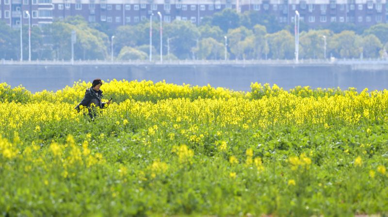 【视频】江西南昌：金色花海 迎春绽放