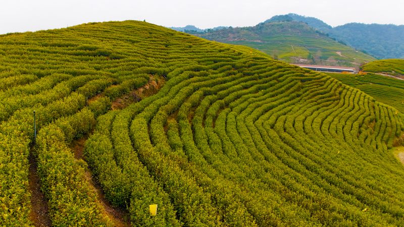 江西泰和：生态茶园景美如画