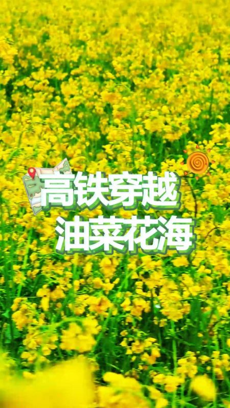 江西峡江：高铁穿越油菜花海