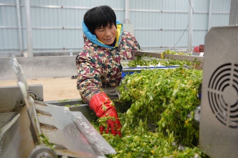 江西上高：“梅干菜”产业赋能乡村振兴