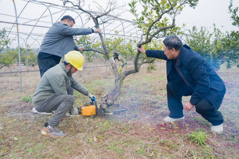 江西金溪：一线防治黄龙病