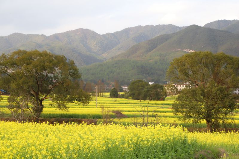 【视频】江西万安：油菜花迎春开 乡村美景醉游人