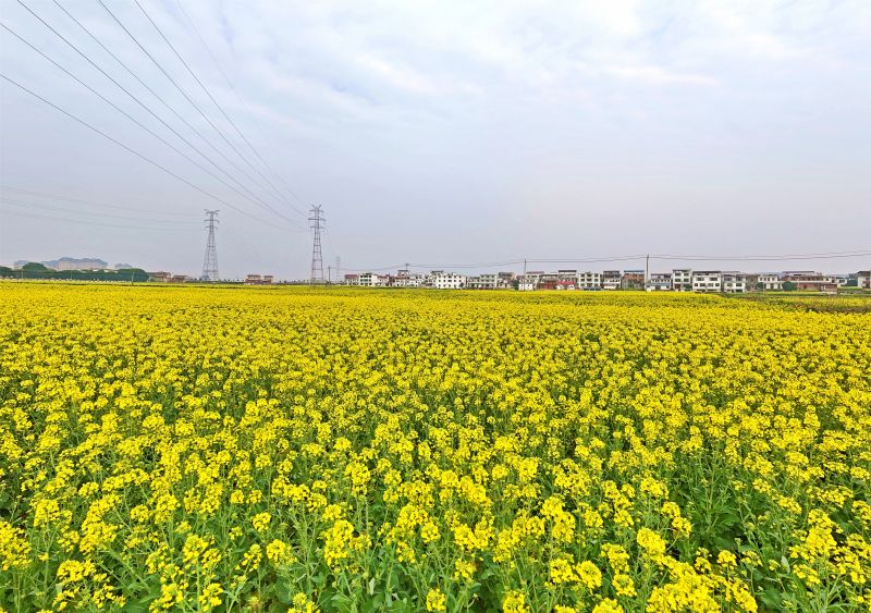 江西赣江新区：油菜花开田园美